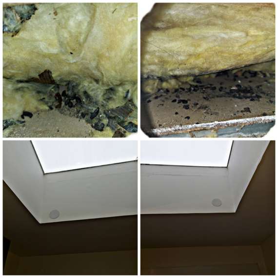 dératisation intervention dans plafond
