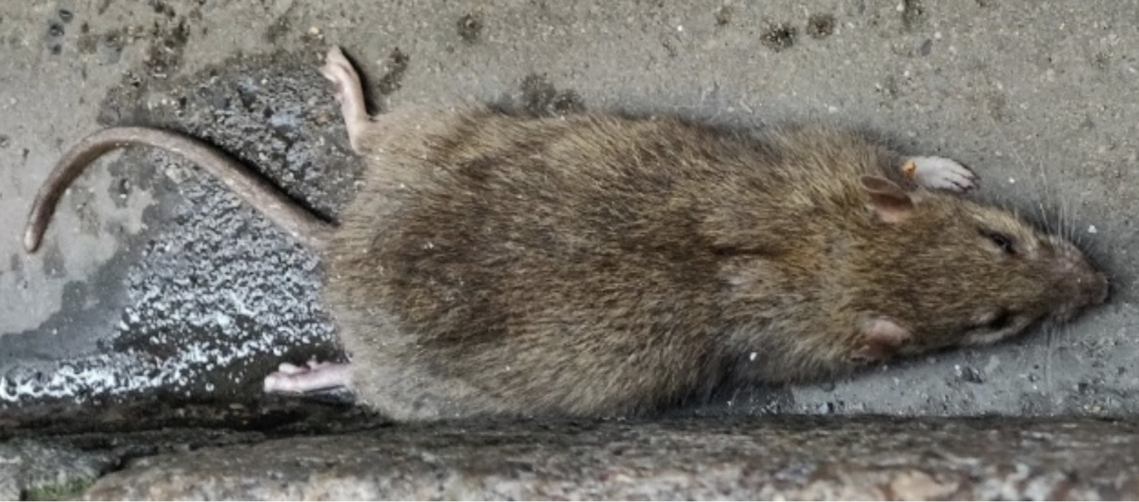 Rat d'égout, rat gris, surmulot : caractéristiques et solutions