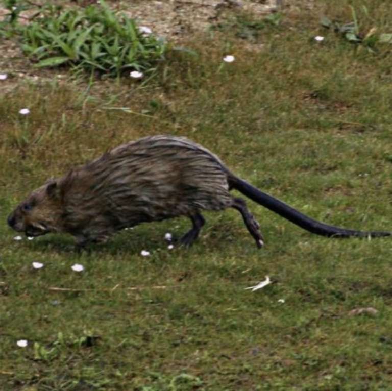 Nuisiblothèque - Le Rat Musqué