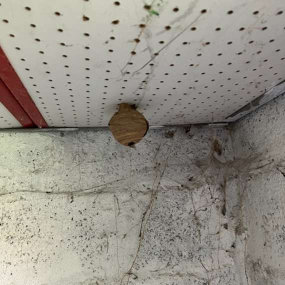 Destruction nid de guêpes Merville - Nuisibles du nord
