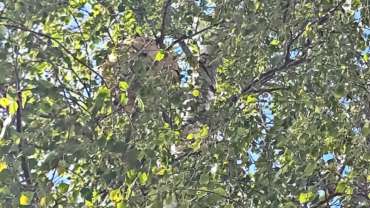 Nuisibles du Nord|Traitement nids de frelons asiatiques à Lestrem