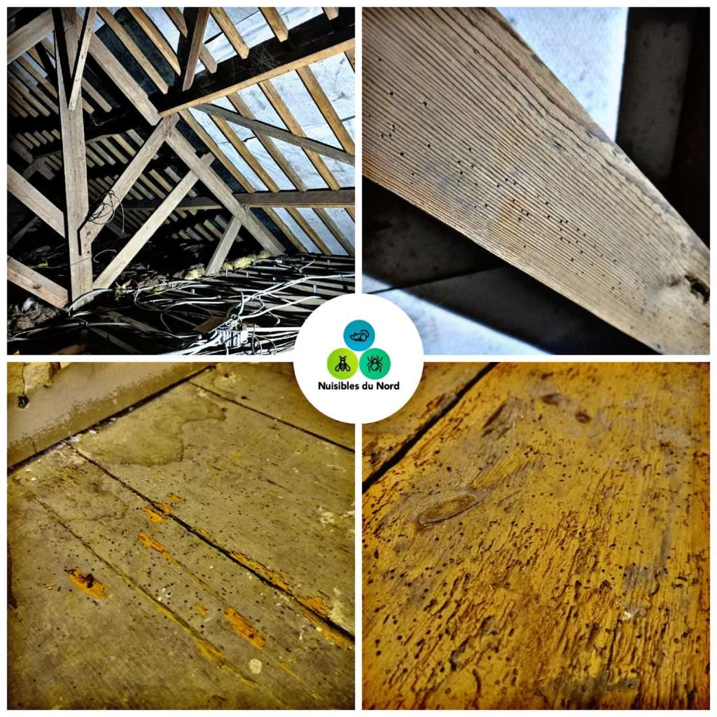 image Nuisibles du Nord | Traitement insectes du bois (xylophages)